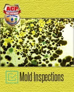 Mold Inspection Service - $100